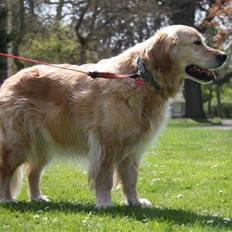 Golden retriever Bella