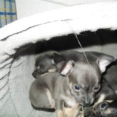 Chihuahua mini