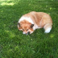 Islandsk fårehund Mestur