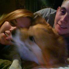 Islandsk fårehund Mestur