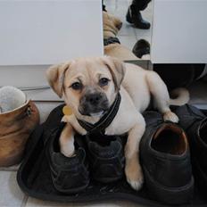 Blanding af racer Noomi