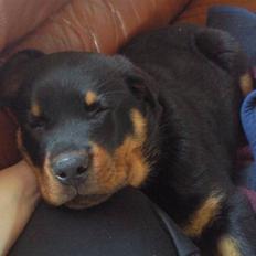 Rottweiler Bernhardt