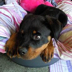 Rottweiler Bernhardt