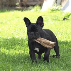 Fransk bulldog Jokerface's Ginger I'Intr