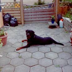 Rottweiler Saaek's Ronald *R.I.P*