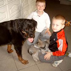 Rottweiler Saaek's Ronald *R.I.P*
