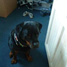 Rottweiler Saaek's Ronald *R.I.P*