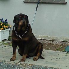 Rottweiler Ozzy *R.I.P*