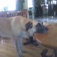 Blanding af racer Samson