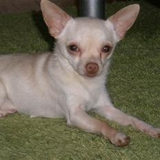 Chihuahua Alvaro