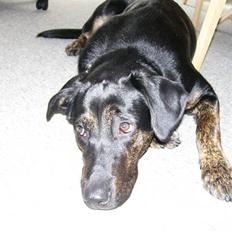 Blanding af racer Luna <3 min prinsesse