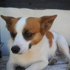 Blanding af racer Fuddi