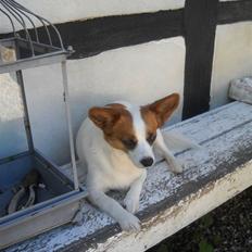 Blanding af racer Fuddi