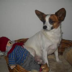 Blanding af racer Fuddi