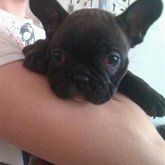 Fransk bulldog Neelix