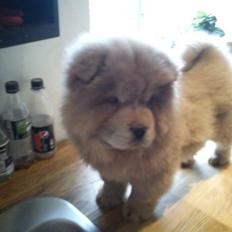 Chow chow basse