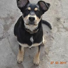 Blanding af racer Sentha FORSVUNDET