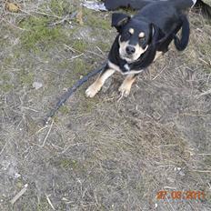 Blanding af racer Sentha FORSVUNDET