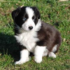 Border collie Diesel