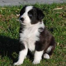 Border collie Diesel