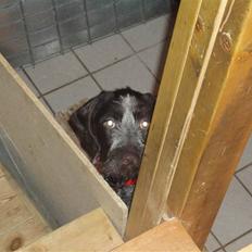 Ruhåret hønsehund Øksenhaven´s Dodo 