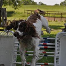 Field Trial spaniel -Tjago-