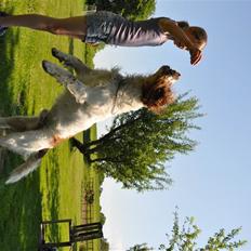 Field Trial spaniel -Tjago-