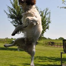 Field Trial spaniel -Tjago-