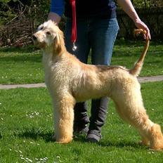 Afghansk mynde Xyrill