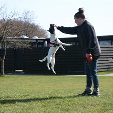 Dansk svensk gaardhund Mille