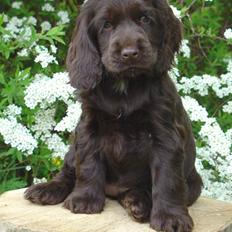 Cocker spaniel Cockett's Gaia' 