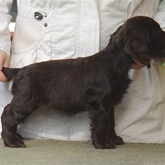 Cocker spaniel Cockett's Gaia' 