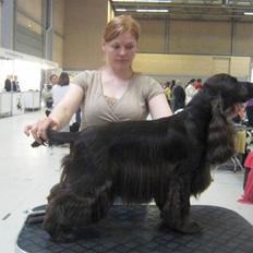 Cocker spaniel Cockett's Gaia' 