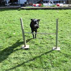 Labrador retriever Kiwi (F1)