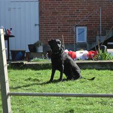 Labrador retriever Kiwi (F1)