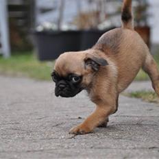 Blanding af racer Fiffi