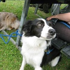 Border collie Cron-Heede Mari (Cody)