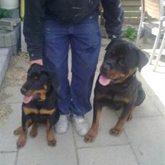 Rottweiler Ziggi