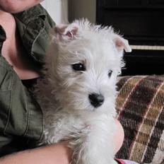 West highland white terrier Theis