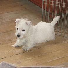 West highland white terrier Theis