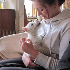 West highland white terrier Theis