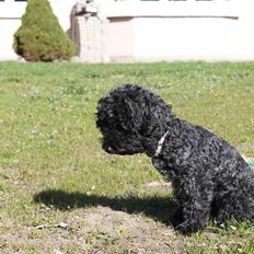 Blanding af racer Dalí