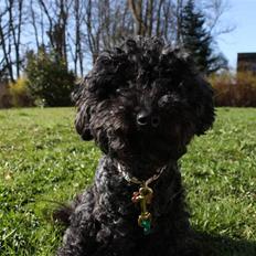 Blanding af racer Dalí