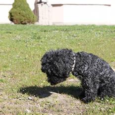 Blanding af racer Dalí