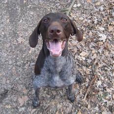 Korthåret hønsehund Plet