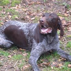 Korthåret hønsehund Plet