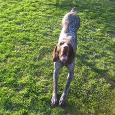 Korthåret hønsehund Plet