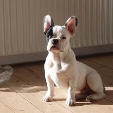Fransk bulldog Arne