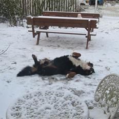 Berner sennenhund max
