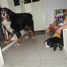 Berner sennenhund max